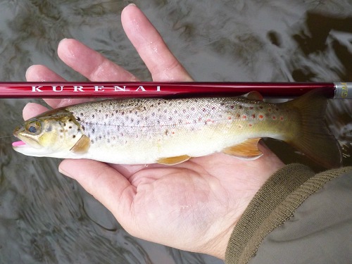 Trout with Seiryu rod