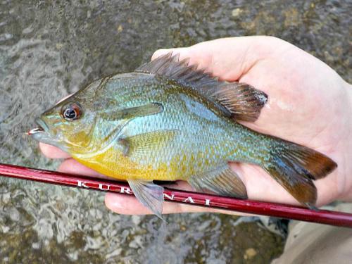 Red Breast Sunfish caught with Suntech Kurenai