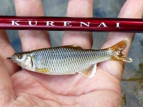 Angler holding satinfin shiner and Suntech Kurenai.