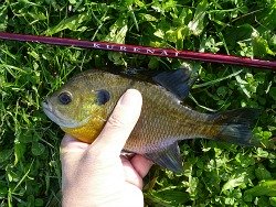 Suntech Kurenai and bluegill