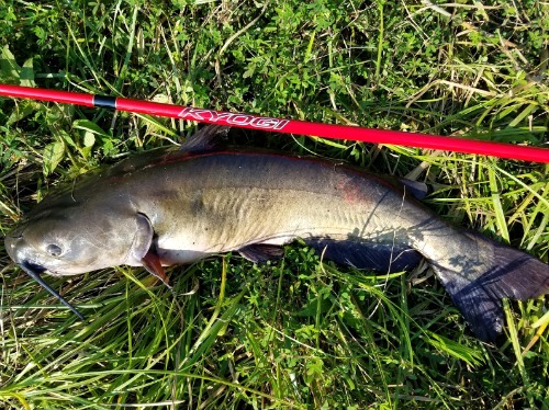 Channel catfish alongside red Kyogi