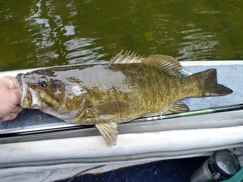 Personal best smallmouth caught on Keeper Kebari