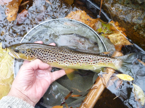 Fourteen inch trout, best of the day