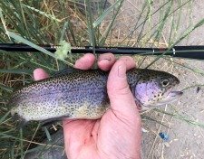Angler holding rainbow trout. TenkaraBum 40 in the background.
