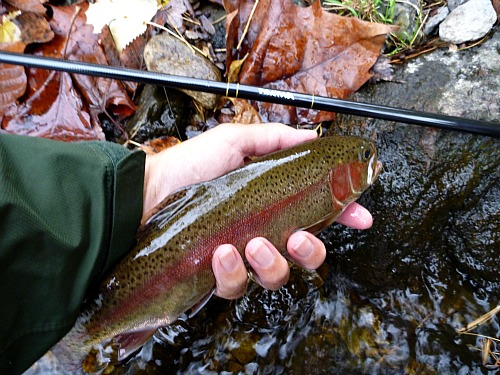Angler holding rainbow trout near Enshou Tenkara rod