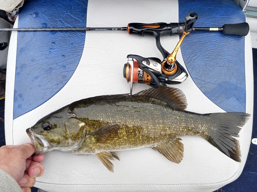 Smallmouth bass and Daiwa 56XXUL-S resting on a boat seat.