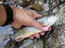 Angler holding brook trout