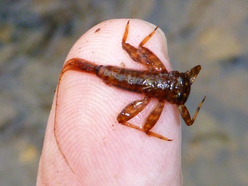 Clinger-type mayfly nymph on angler's finger