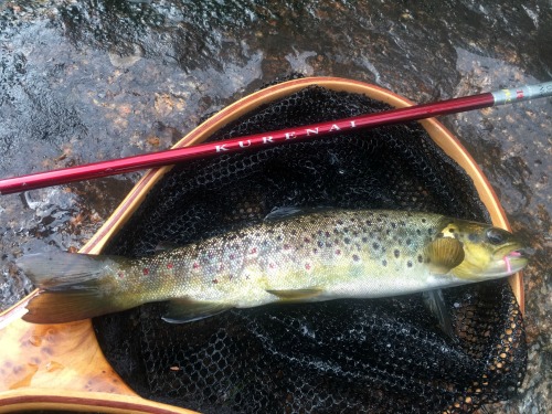Brown trout in the net, Pink Chenille worm in its mouth