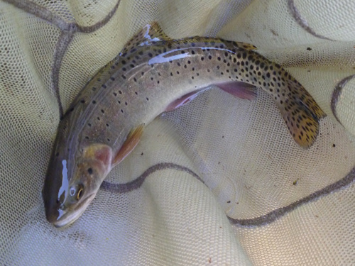 Cutthroat trout in the net