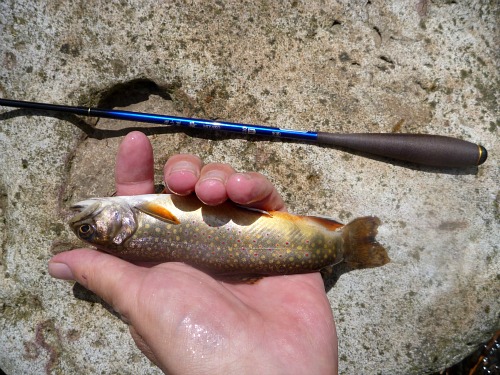 Angler holding brookie alongside a tanago rod.