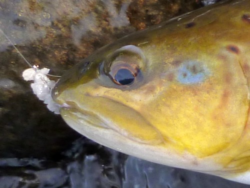 Brown trout with mop fly in mouth