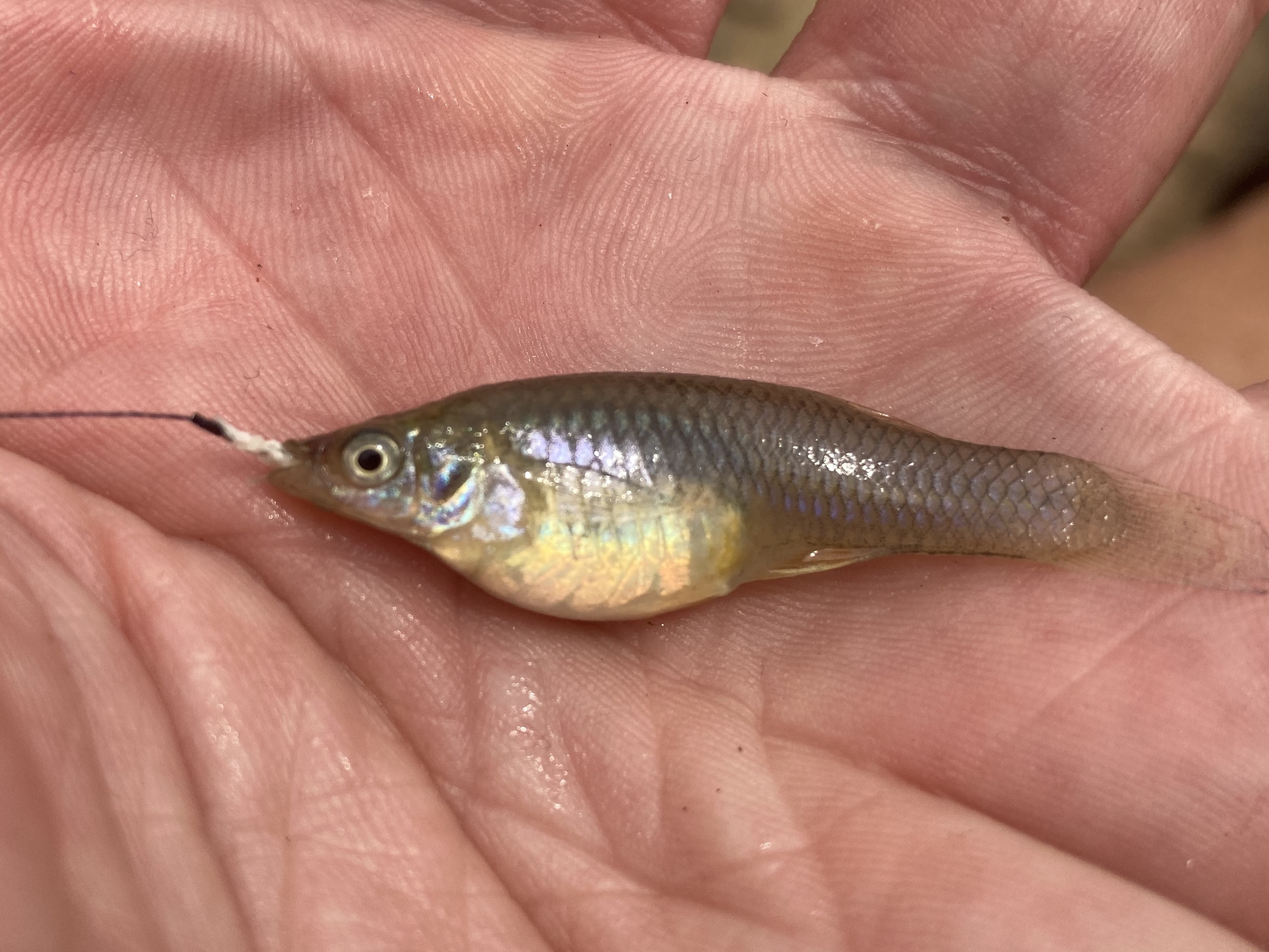 Mosquitofish caught with tanago hook