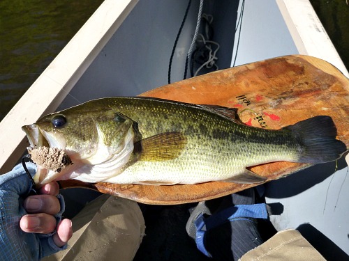 Largemouth bass on canoe paddle, deer hair mouse in its mouth