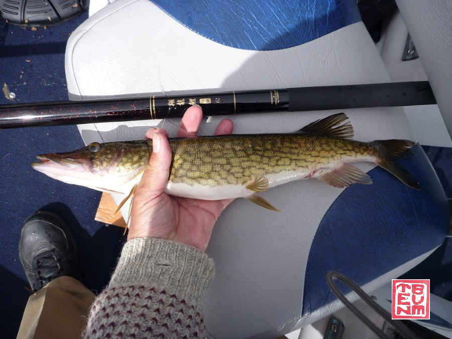 Flying Dragon Carp rod and large pickerel on boat seat