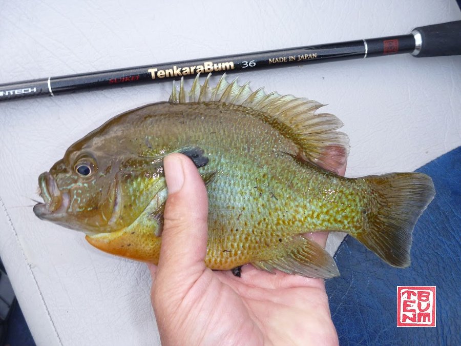 TenkaraBum 36 tenkara rod and redbreast sunfish on boat seat