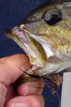 Bass with Muddler Minnow fly in its mouth