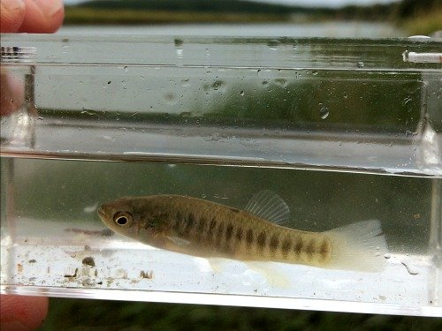 Mummichog in Micro Photo Tank