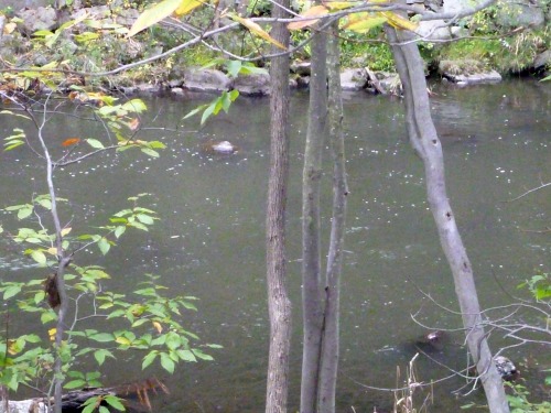 Typical suburban New York stream - gray/green water