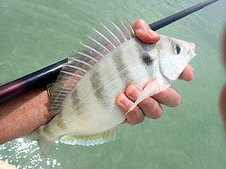 Big Pinfish, close to their upper limit
