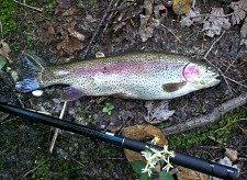 Rainbow Trout