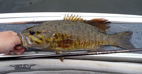 Angler holding smallmouth bass on boat