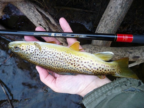Nissin SP 450 and brown trout