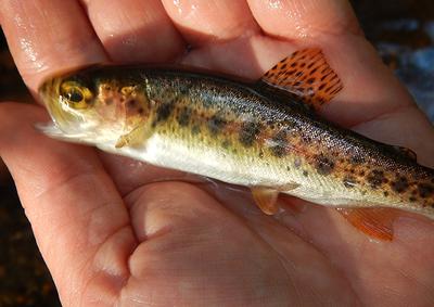 Wild Rainbow
