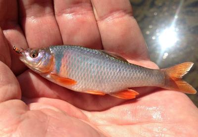Red Shiner, spawning male
