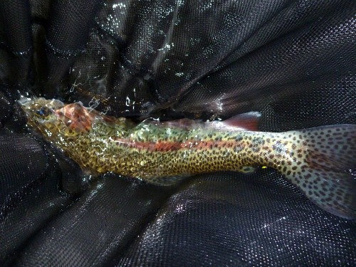 Rainbow trout in the net