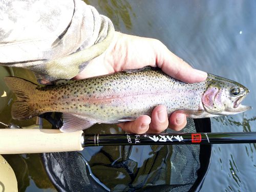 Rainbow trout and Nissin Zerosum Oni Honryu 450