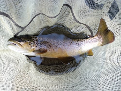 Brown trout in the net.