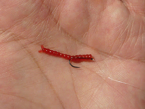 micro worm for fish