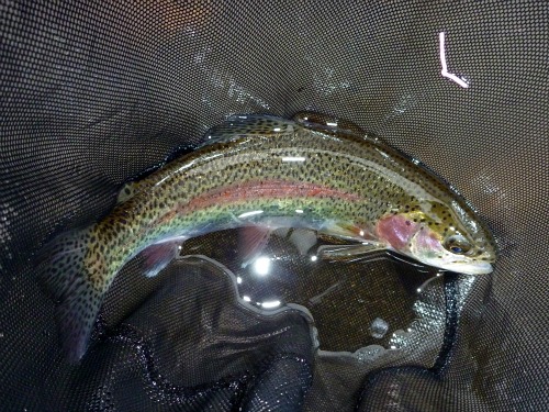 Rainbow in the net. The barbless hook came out by itself