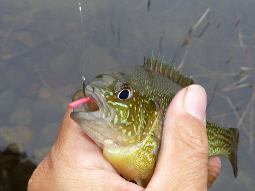 Angler holding small pumpkinseed sunfish, Overhand Worm in its mouth