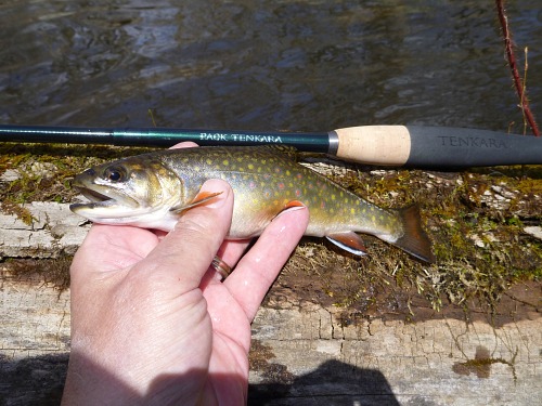 Angler holding brook trout and Pack Tenakara