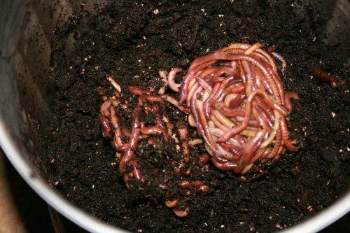 Red wigglers put into the pail, on top of the bedding