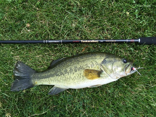 Largemouth bass alongside TenkaraBum 36