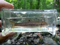 Creek Chub in a Micro Photo Tank