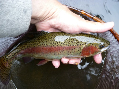 Angler holding rainbow trout with bright red cheeks and stripe