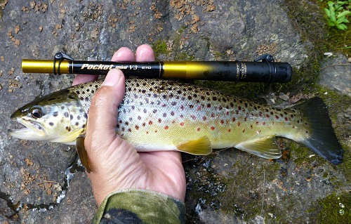 Angler holding brown trout alongside collapsed Pocket Mini