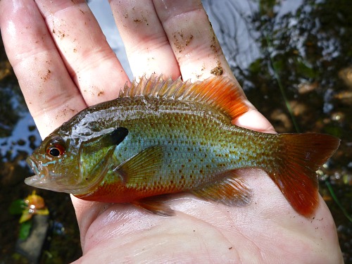 Angler holding redbreast sunfish