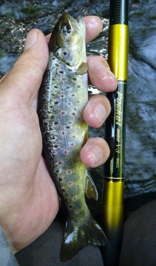 Small trout caught with Nissin Pocket Mini rod.