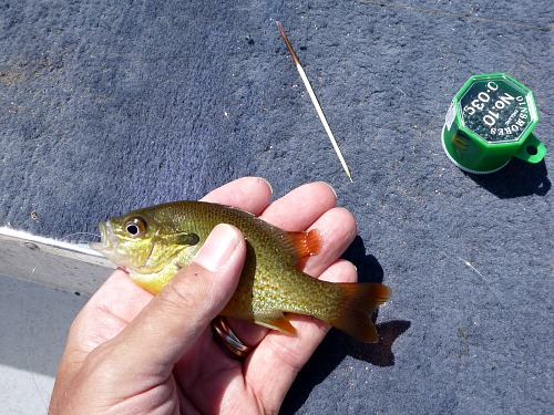 Angler holding very small sunfish