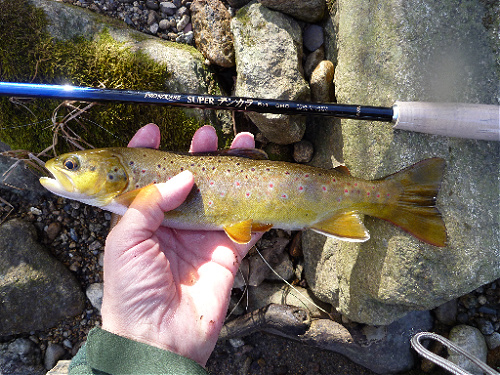 Angler holding brown trout alongside Nissin Pro Square 6:4 360