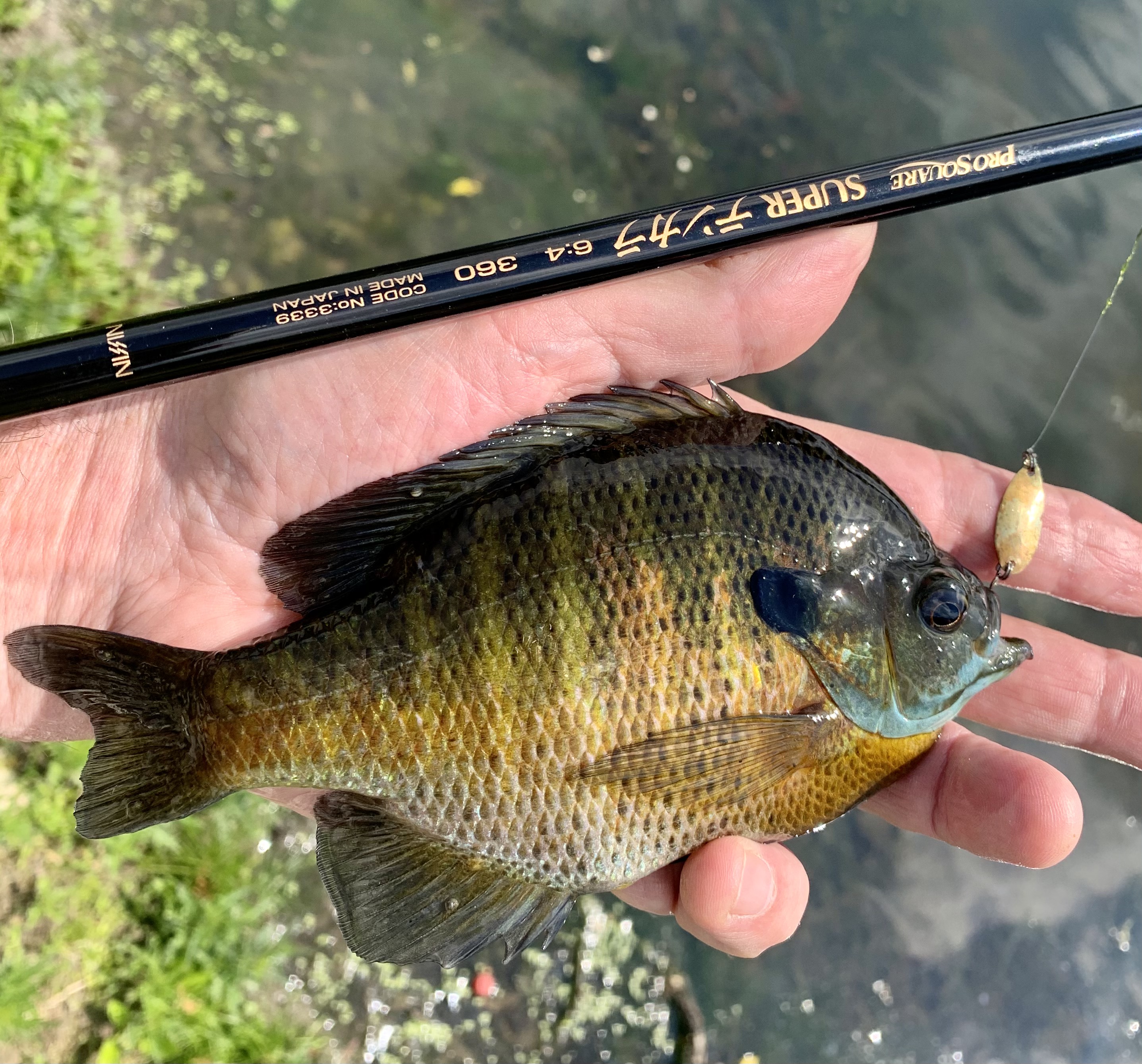 Angler holding hand-sized bluegill alongside Nissin Pro Square 6:4 630