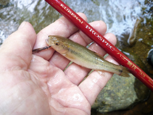 Angler holding creek chub alongside Suntech PROSPEC 33