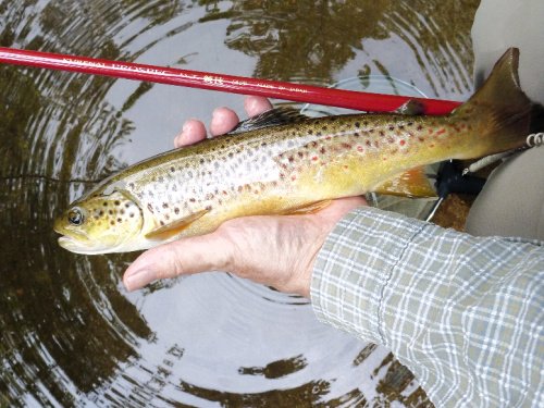 Angler holding 13" brown trout alongside the Suntech Kurenai PROSPEC 33