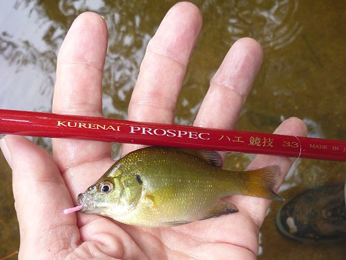 Angler holding small bluegill sunfish and Suntech PROSPEC 33