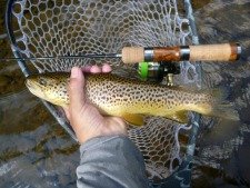 Ultralight spinning rod and brown trout